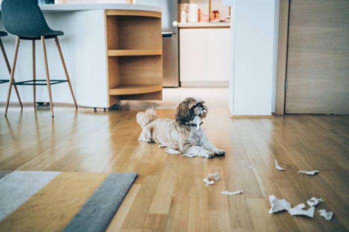 Razas de perro que no deberías adoptar si vives en un piso