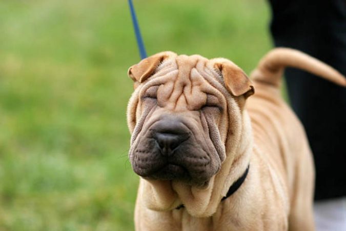 Razas de perro Shar-Pei