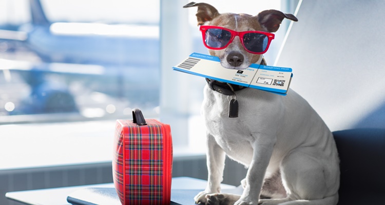 Pet Friendly avión viajar perro