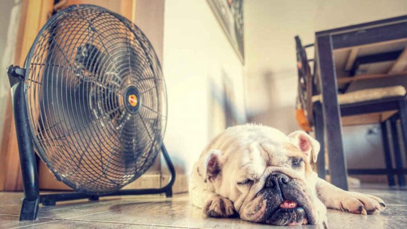 ventilador perro Merca2.es
