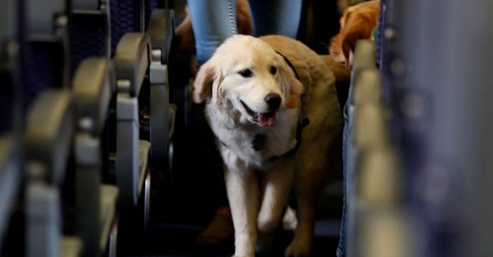 Viajar perro avión debes conocer