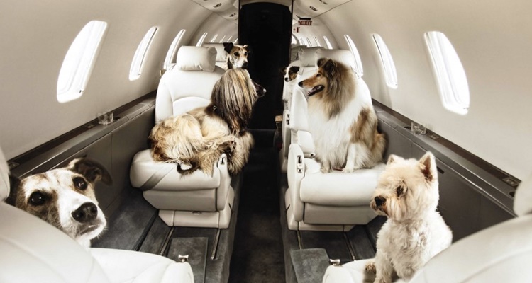 Viajar perro mascota avión