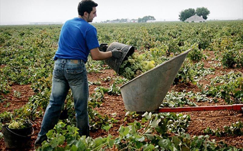 El número de jóvenes agricultores ha disminuido en 12.000 personas en cuatro años
