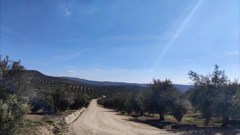 Cooperativas estiman en más de 1.000 millones las pérdidas en Jaén para la próxima campaña de la aceituna