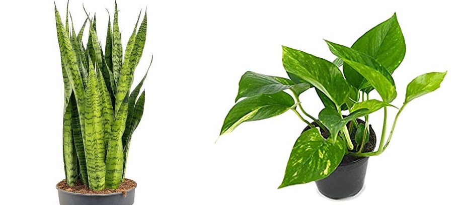 Las mejores plantas de interior que no necesitan cuidados