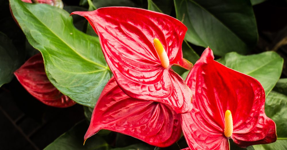 Plantas