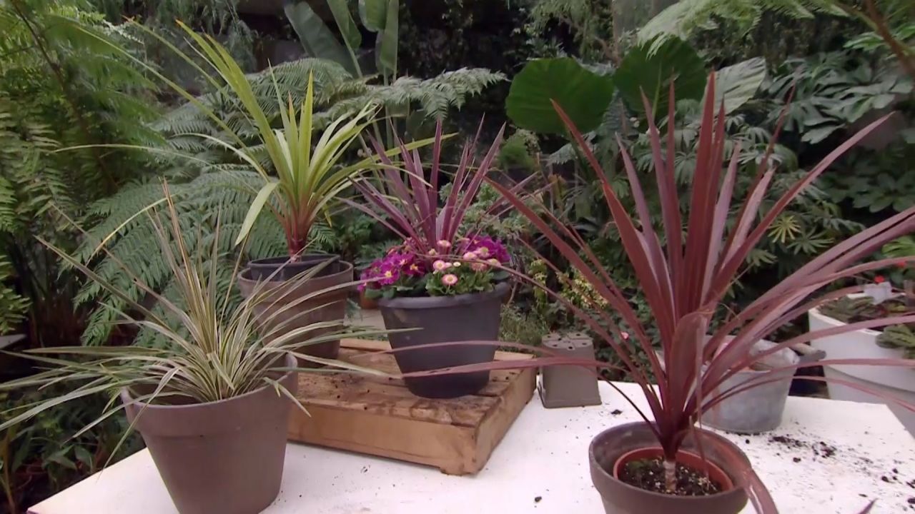 Plantas