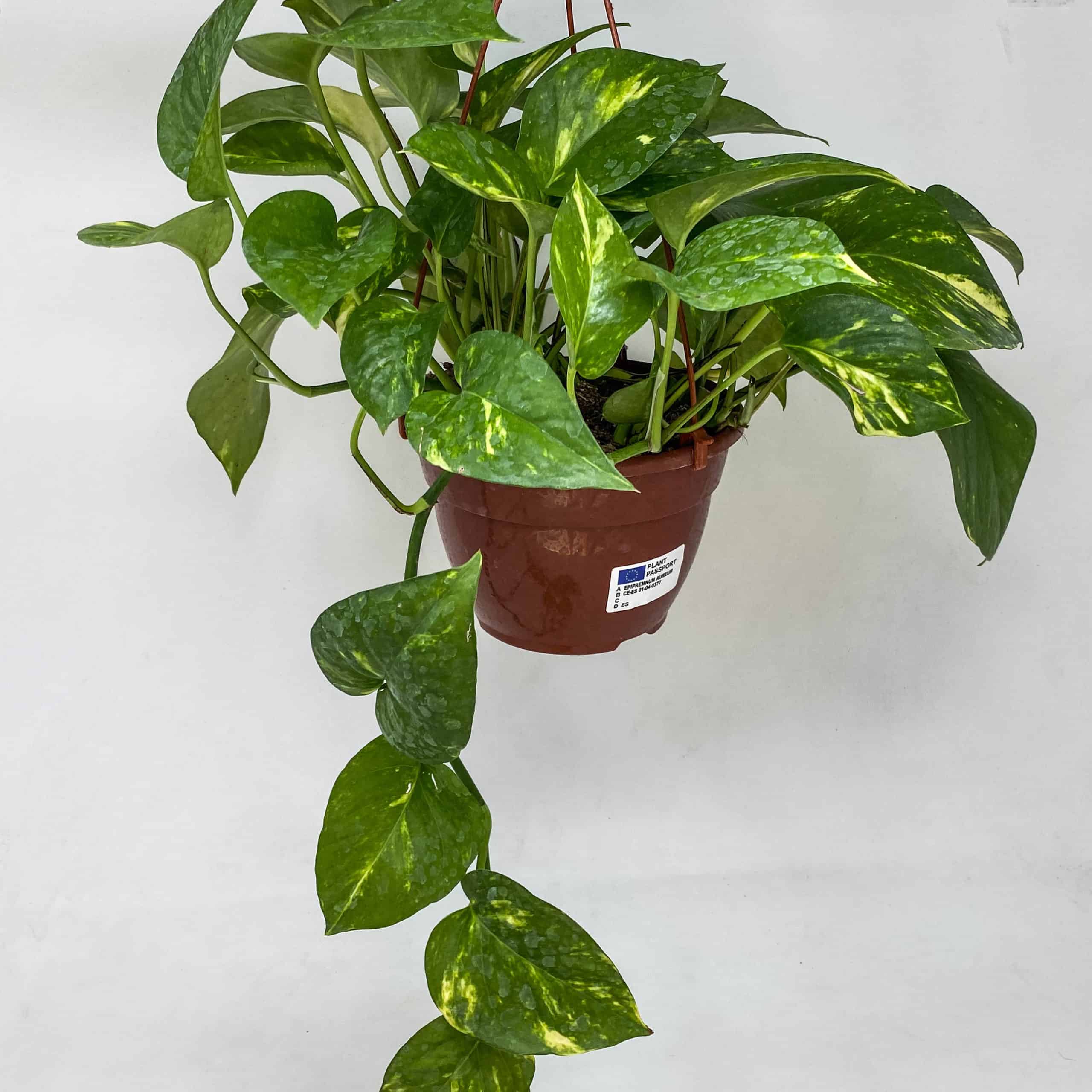 Plantas poto Merca2.es