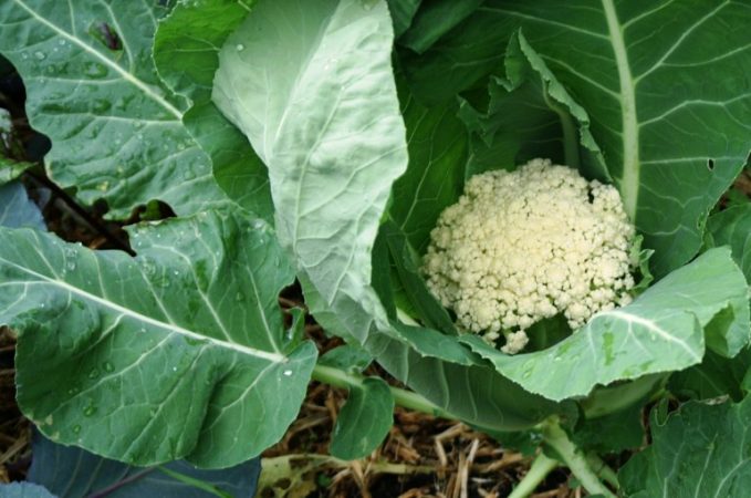 coliflor