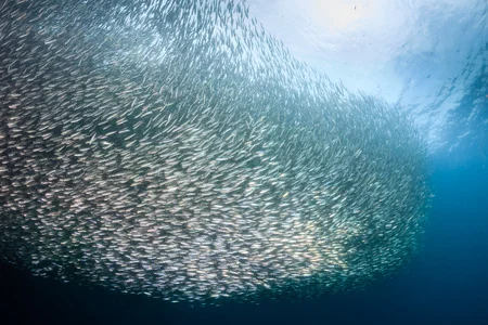 decenas-de-miles-de-sardinas-en-una-bola-de-cebo-en-el-océano