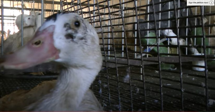 El engorde de patos, el centro de la polémica del foie gras