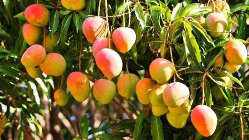 haiman el troudi el mango una exquisitez popular 1 1024x577 1 Merca2.es
