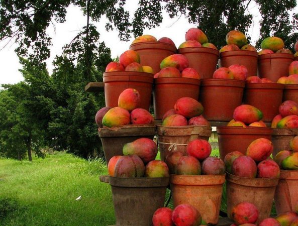 haiman el troudi el mango una exquisitez popular 11 Merca2.es