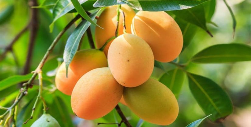 haiman el troudi el mango una exquisitez popular 15 Merca2.es