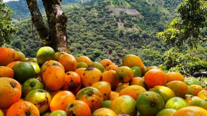 haiman el troudi el mango una exquisitez popular 7 1024x577 1 Merca2.es