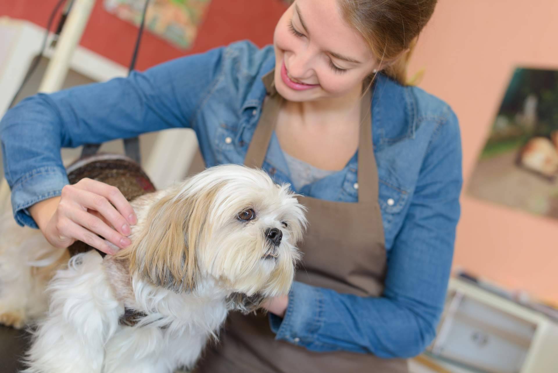 Los cursos auxiliar veterinaria de VetFormación