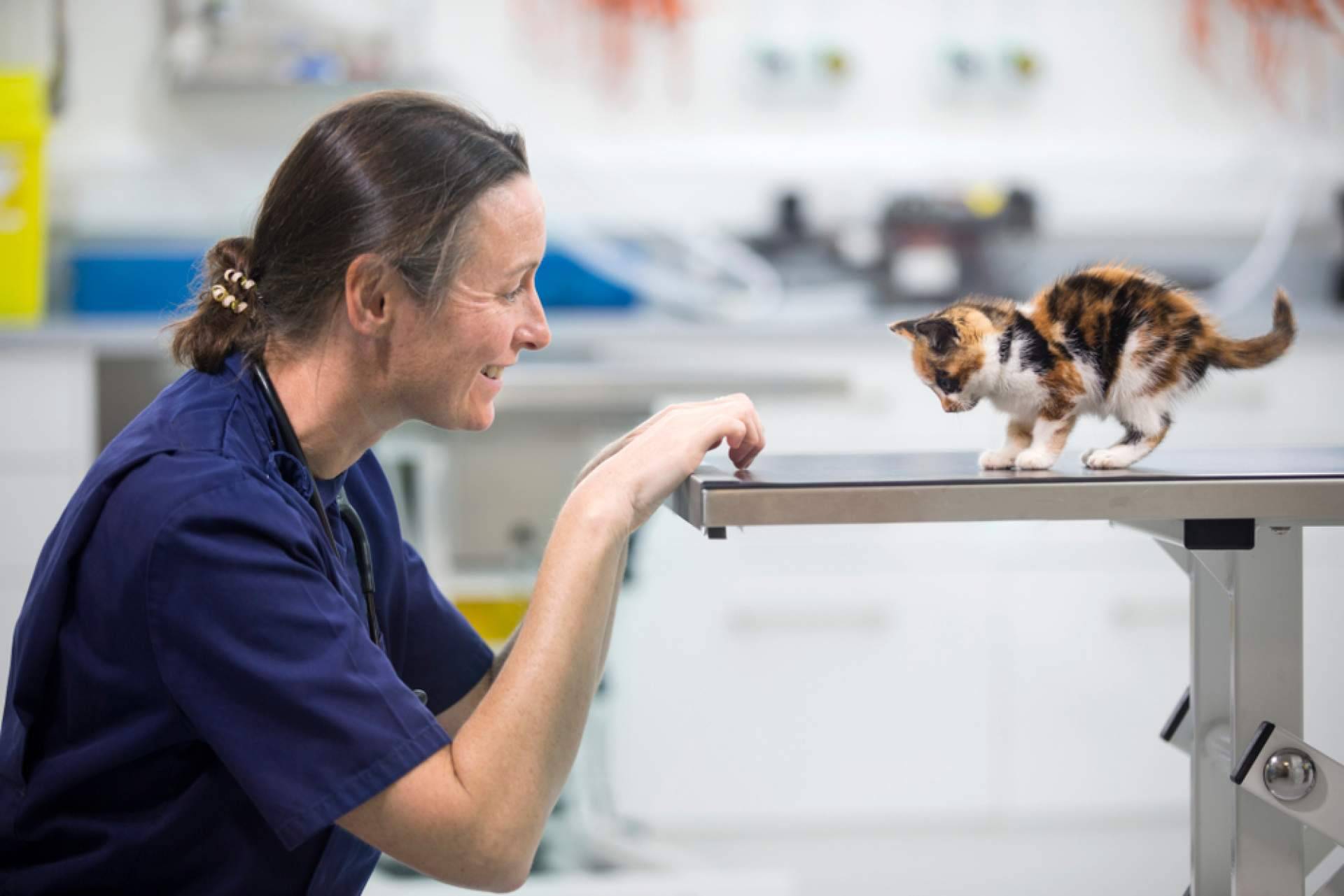 ¿Por qué aparece la fiebre en los gatos?