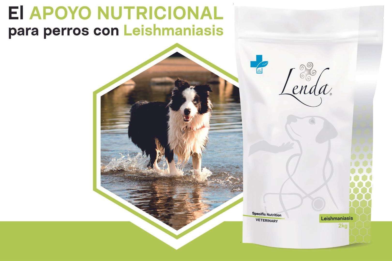 Prevenir parásitos externos perros en verano con Lenda