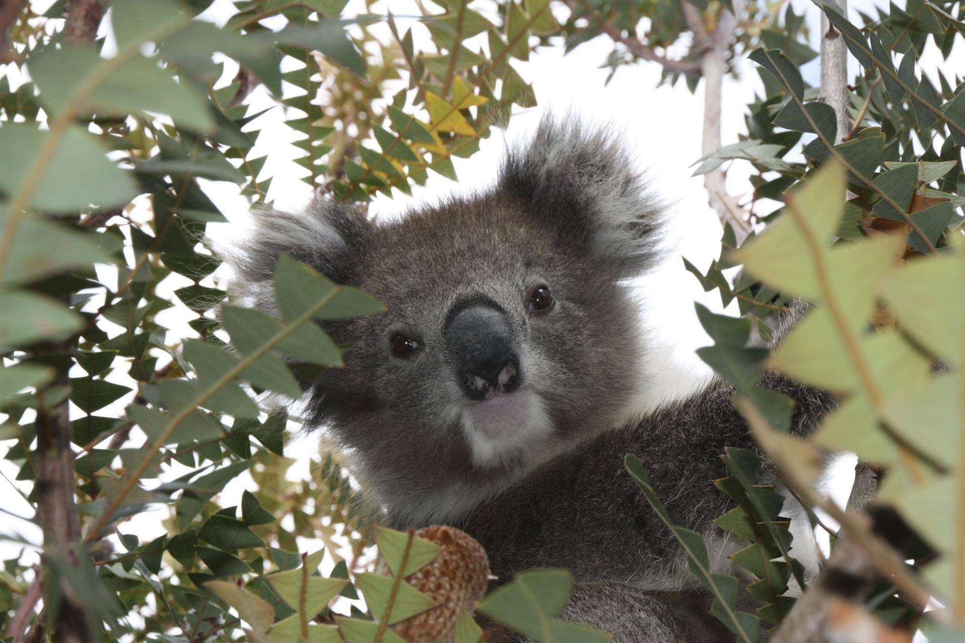 Por Australia Study España, ¿qué visado se necesita para viajar y estudiar en Australia?