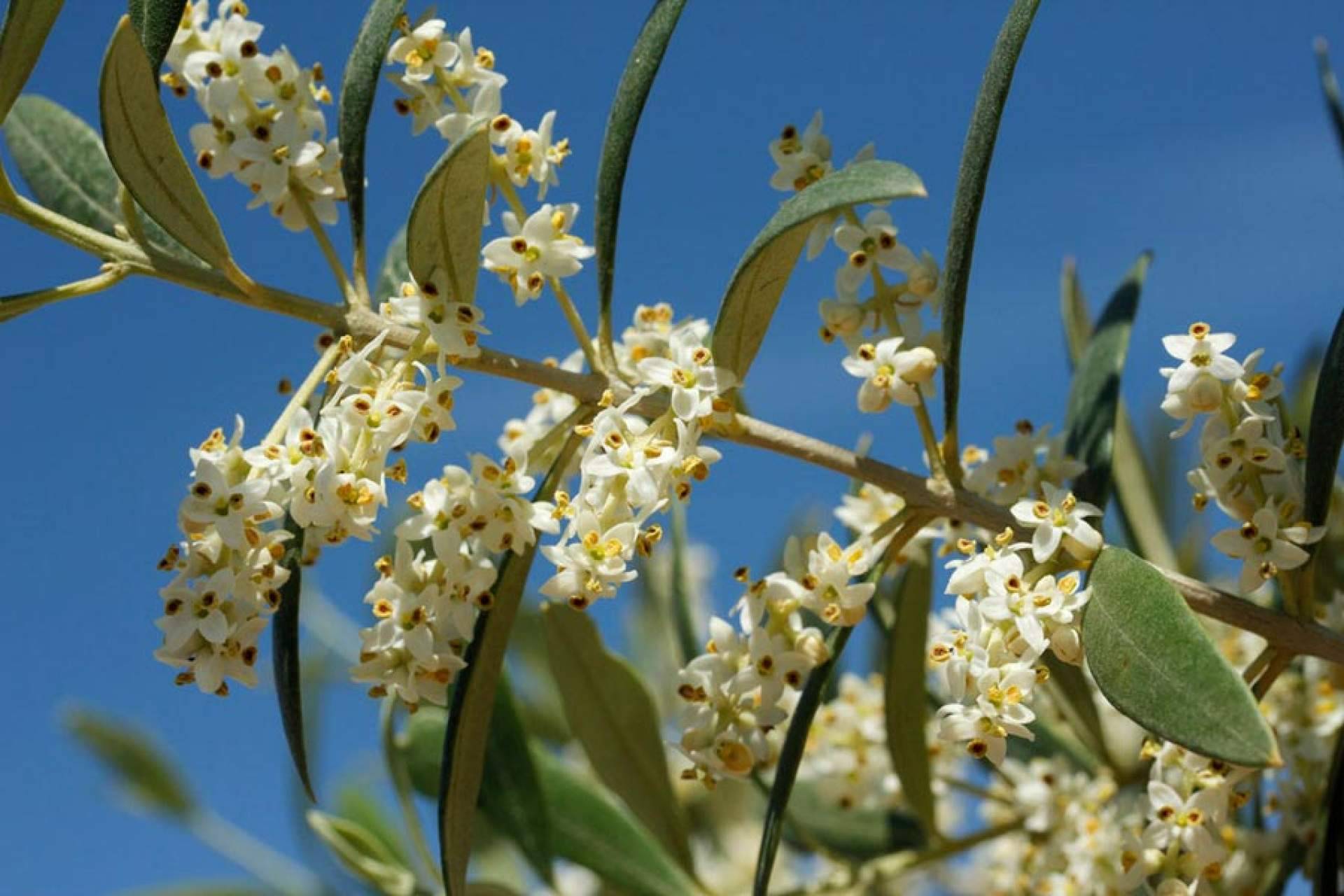 Todo sobre la floración del olivo