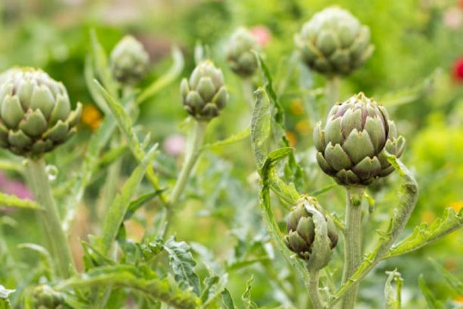 Dónde se cultivan las alcachofas