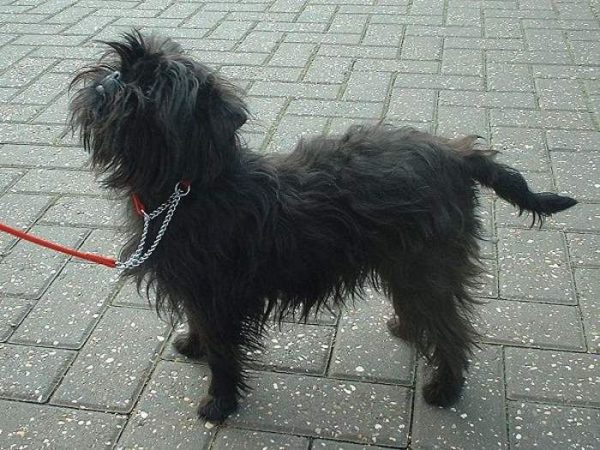 perro-raza-affenpinscher