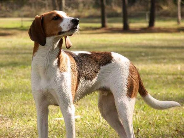 perro-raza-coonhound