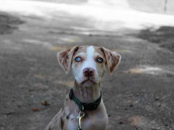 perro-raza-leopardo-catahoula perros