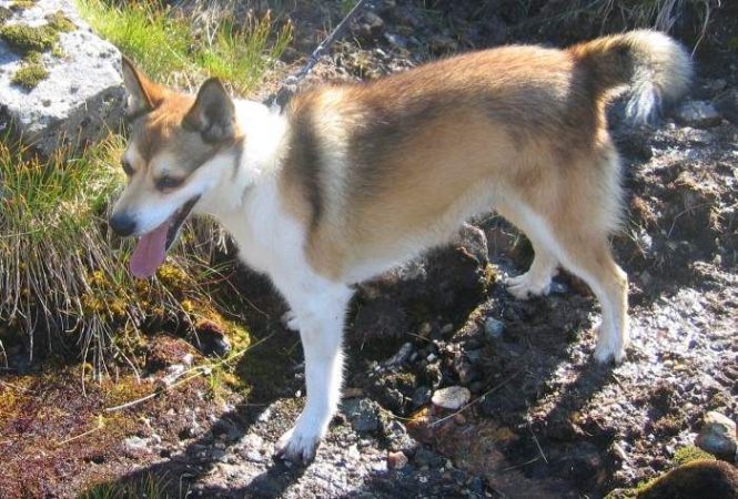 perro-raza-lundehund-noruego perros