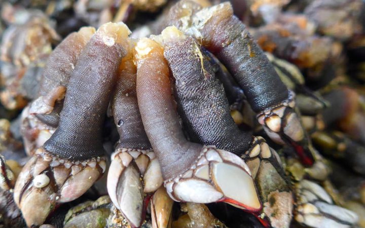 que-tipos-de-percebes-hay