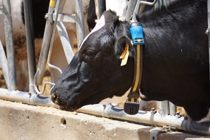 Una vaca en una ganadería y el futuro incierto de la leche
