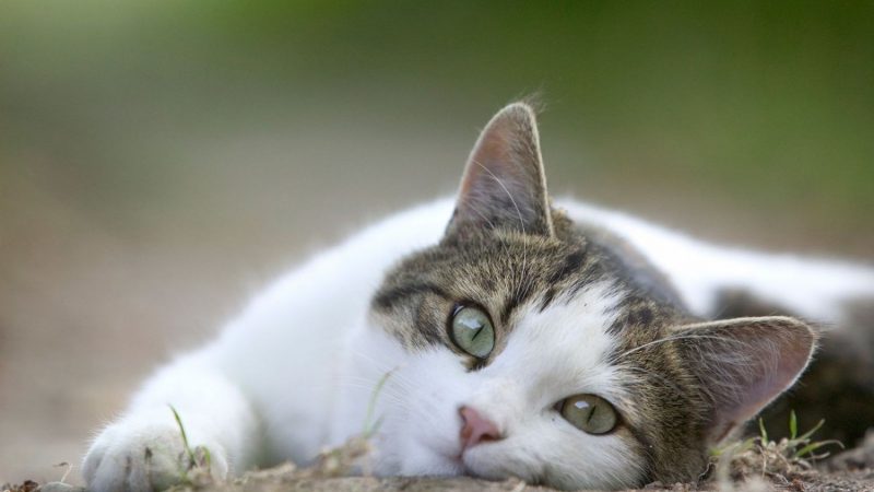 Maneras de levantar a tu mascota