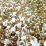 La escasez de algodón pone en jaque al sector textil