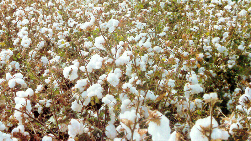 La escasez de algodón pone en jaque al sector textil