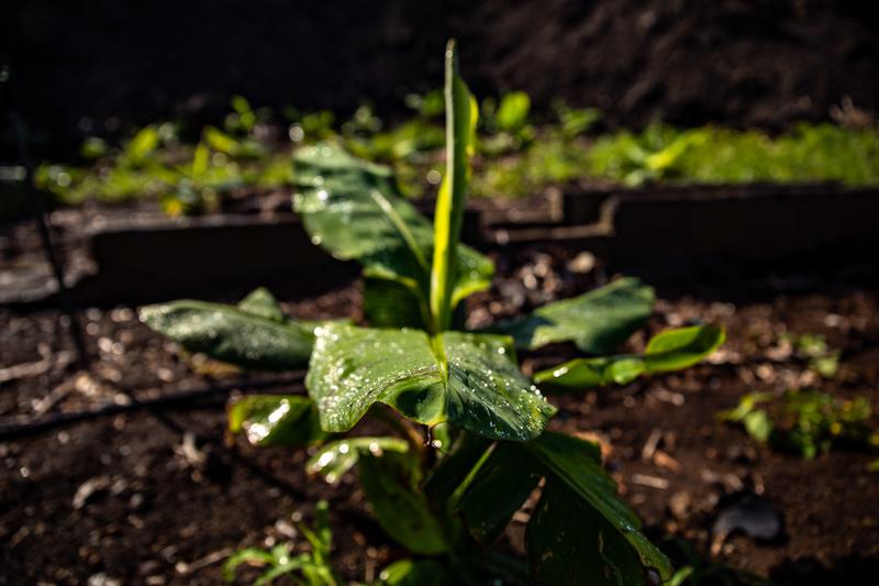 Bruselas presentará  el próximo año una propuesta para aplicar técnicas genéticas en agricultura