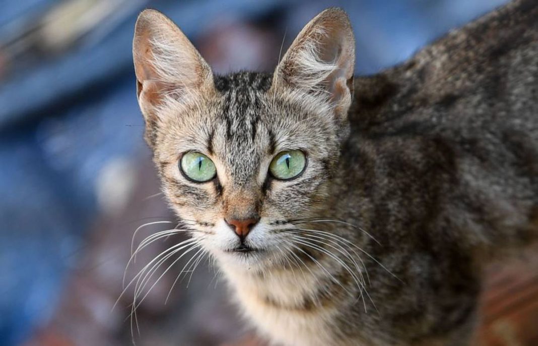 El truco infalible para que tu gato deje de ser arisco