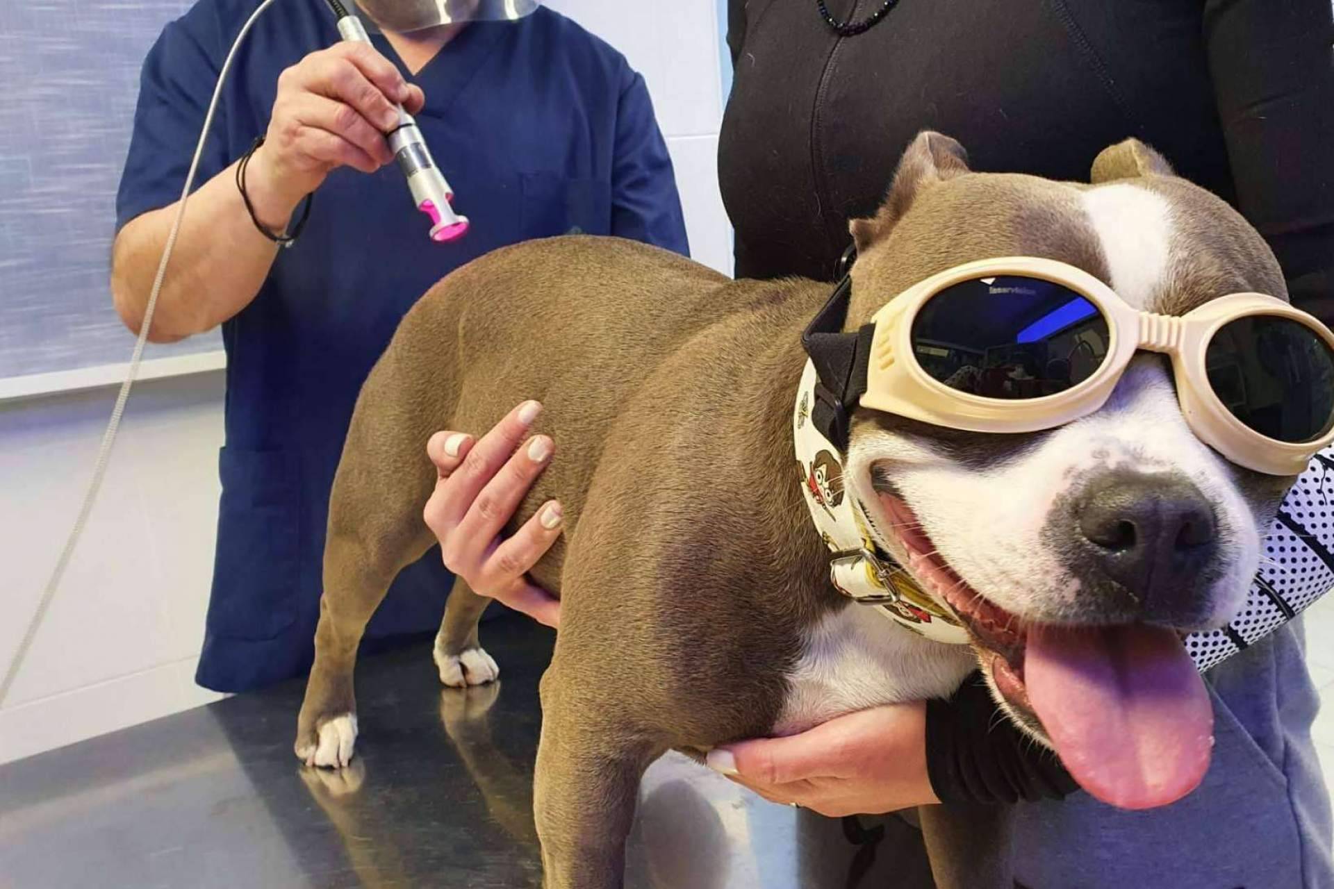 Tratamientos en clínica para pequeños animales, la laserterapia