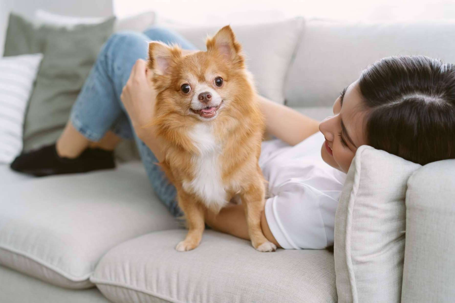 Cachorros del Valle explica algunas características sobre los chihuahuas