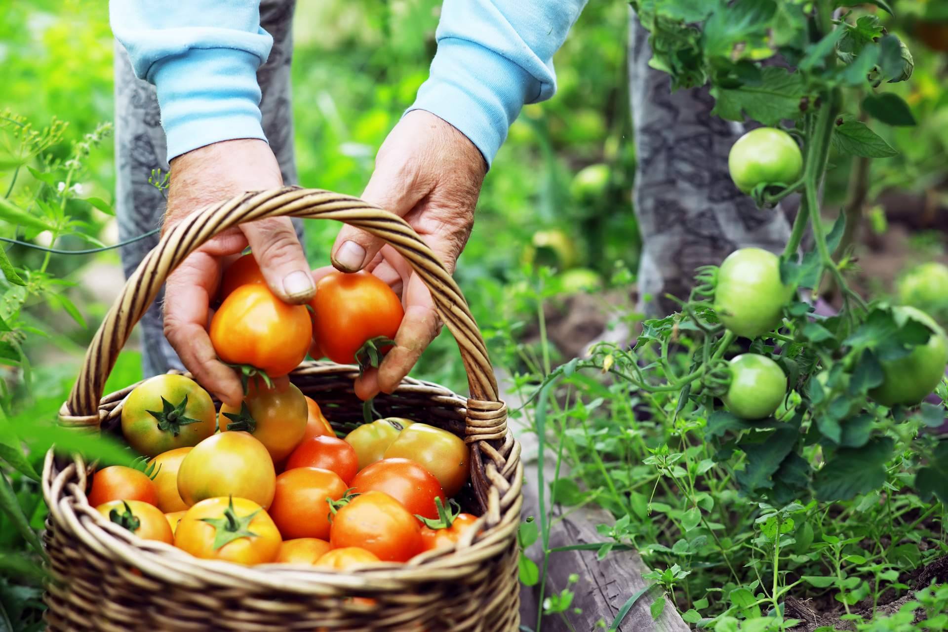 AYDOAGUA fomenta la agricultura ecológica con sus productos