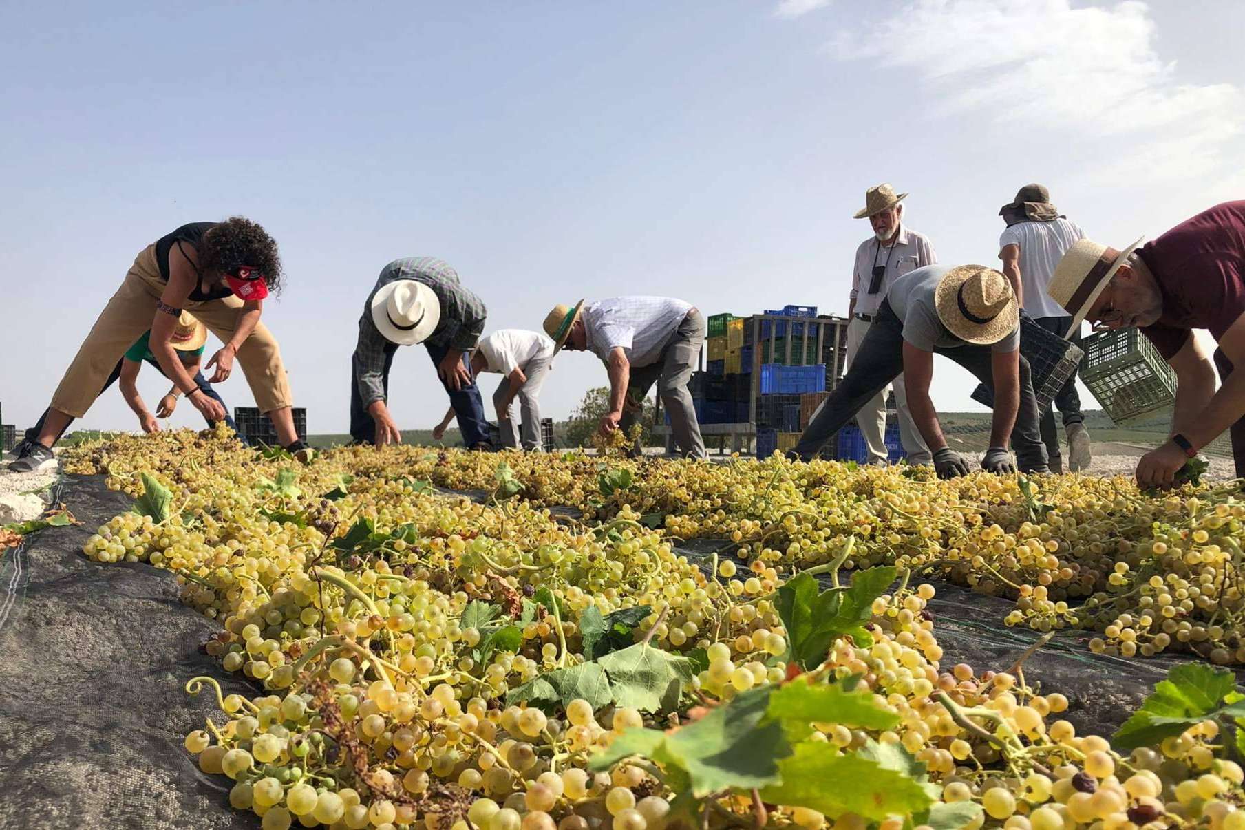 Bodegas Robles, todo un referente en la producción de vino ecológico en España