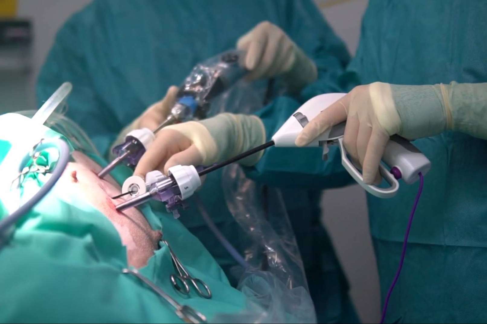 Hospital Privet, excelencia en esterilización por laparoscopia para mascotas
