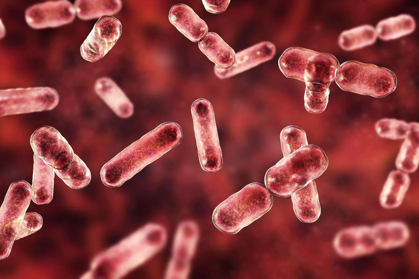 Los servicios de la Clínica Umebir para la rehabilitación intestinal para pacientes con disbiosis