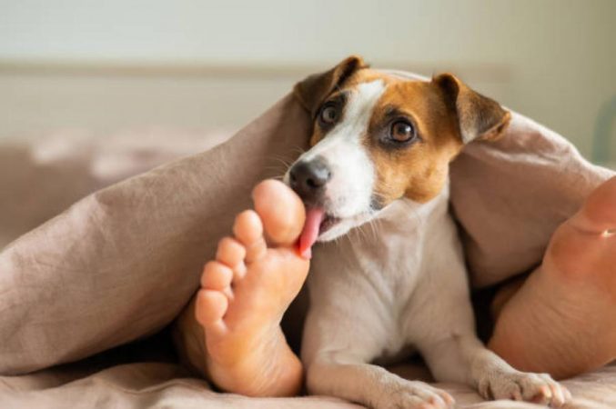 Los problemas de dormir con tu perro