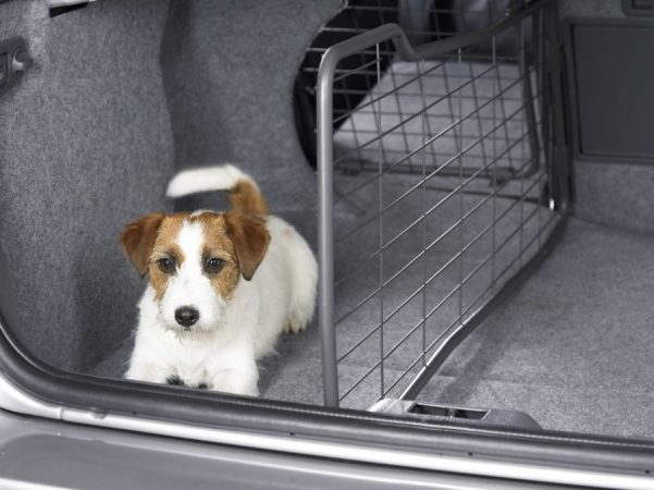 La multa que te puede poner la DGT por llevar así a tu mascota en el coche