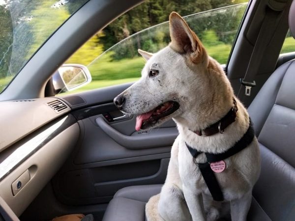 De cuanto es la multa por transportar animales