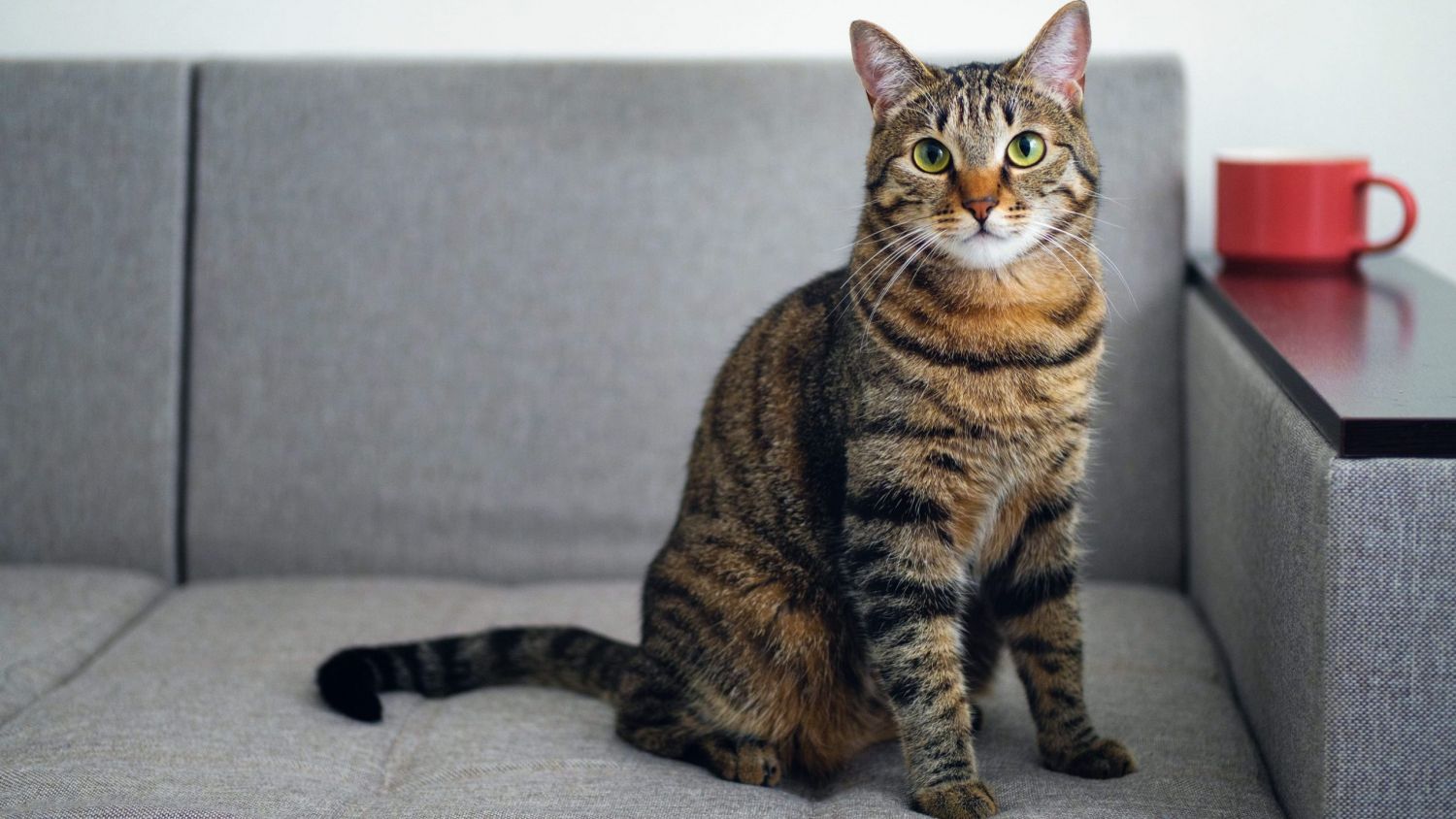 El motivo por el que jamás deberías dar queso a tu gato