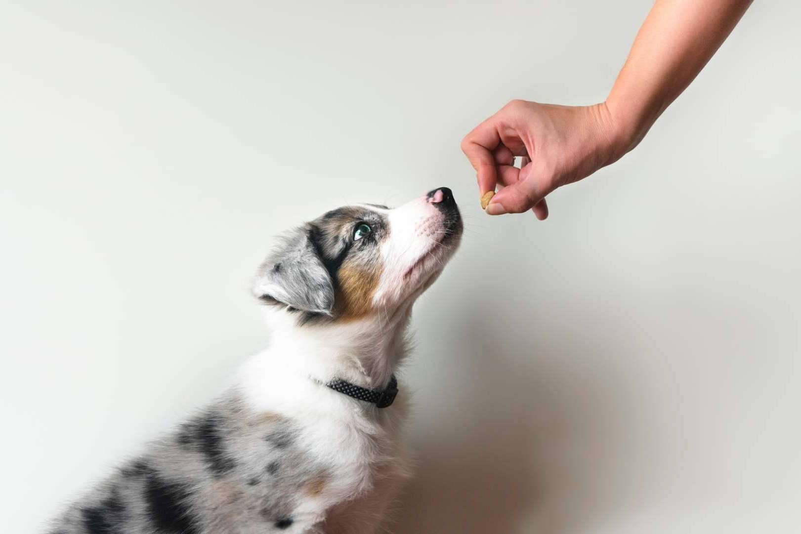 Las características del programa de adiestramiento de perros de Cachorros del Valle