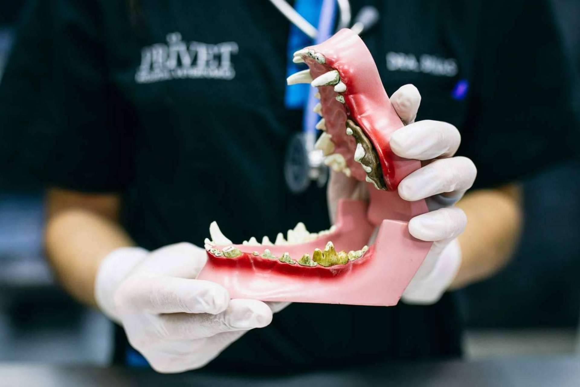 El Hospital Veterinario El Bosque ofrece servicio de limpieza dental en perros
