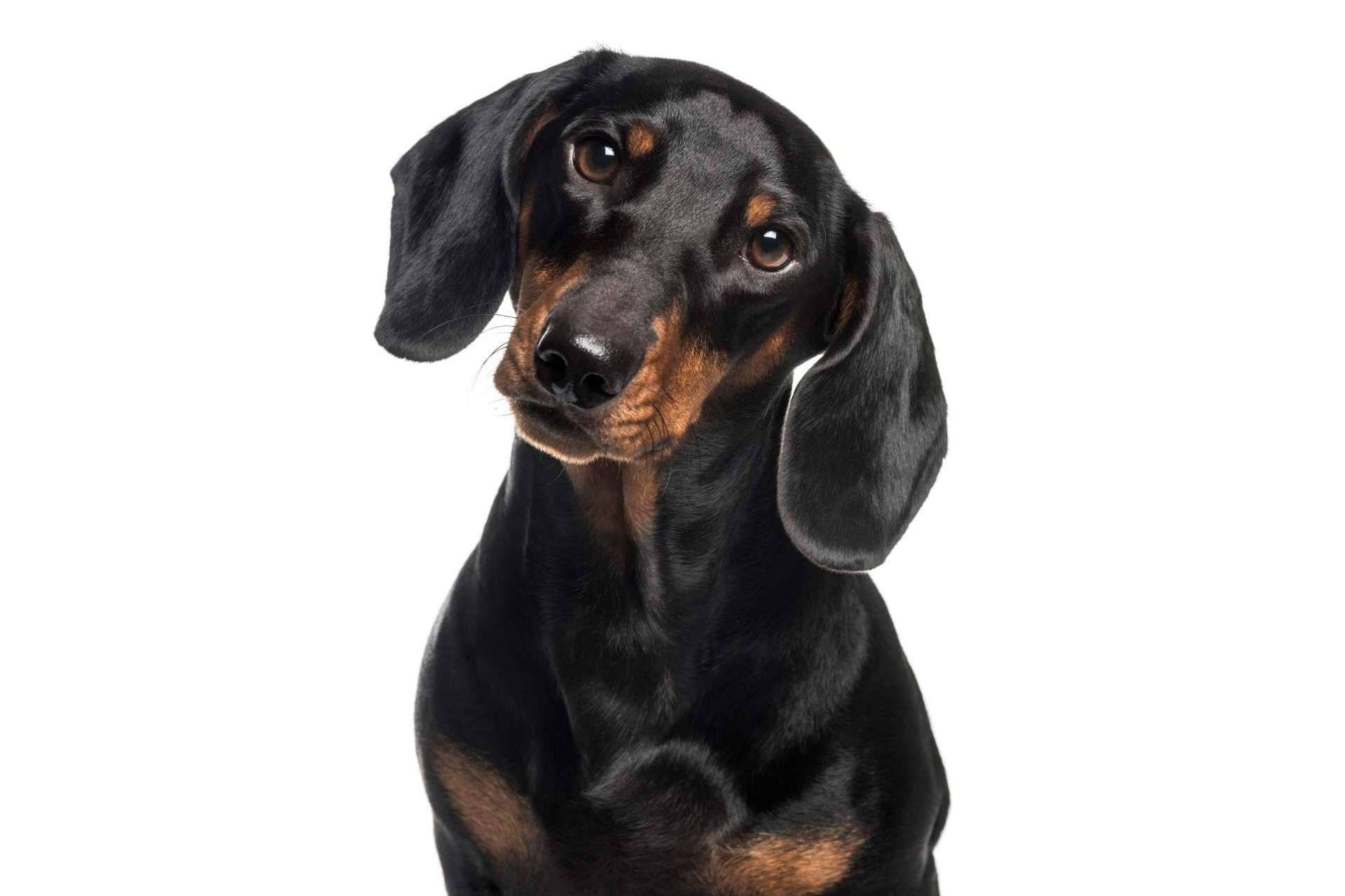 Pelitos Peluquería Canina, la importancia de la higiene de mascotas