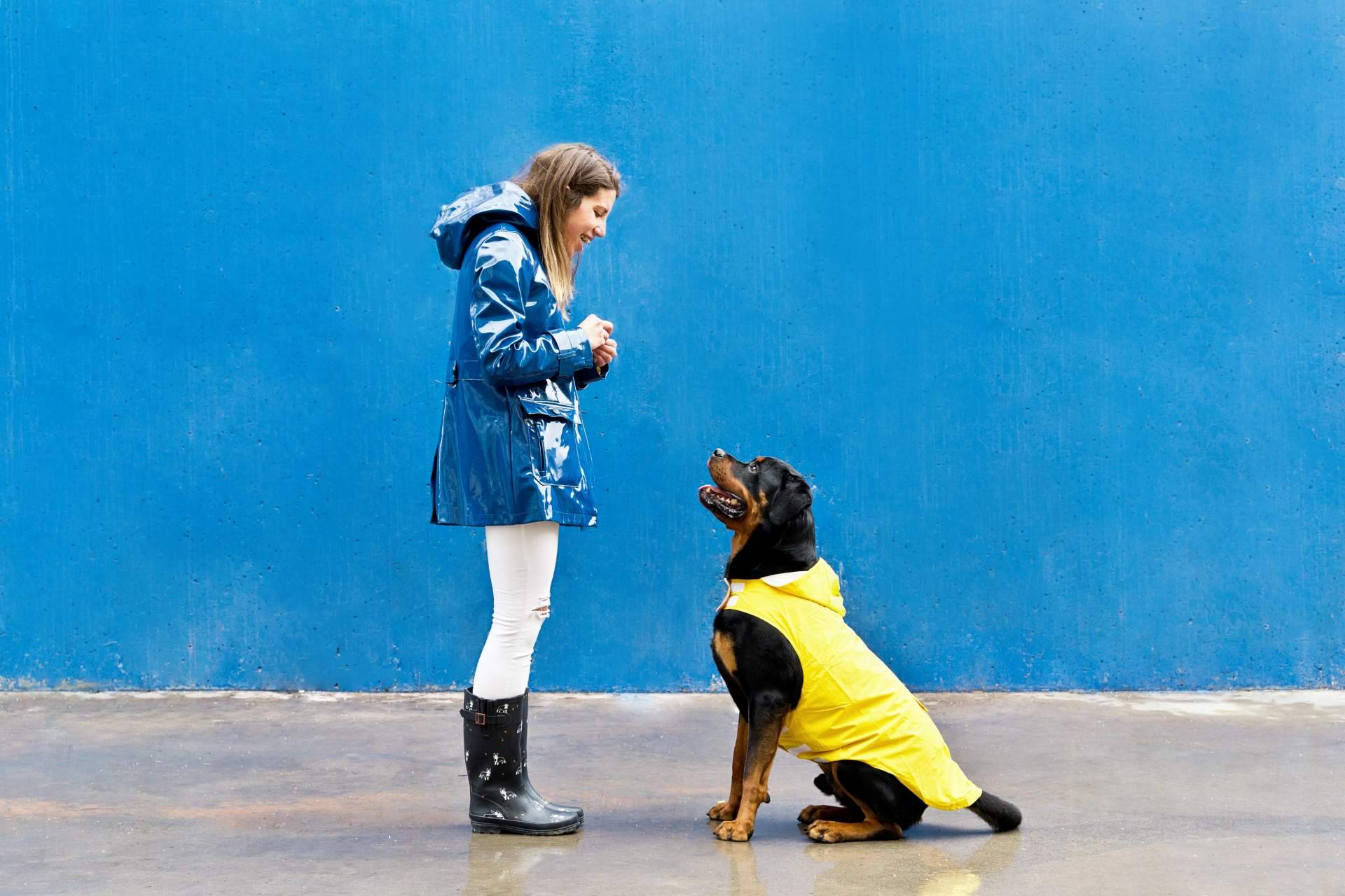La licencia psicotécnica para la posesión de animales peligrosos en Madrid, por Centro Médico Attendit